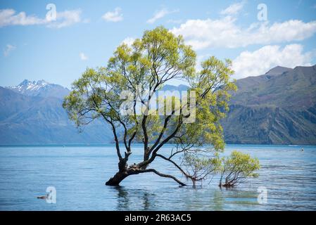 Das war ein Baum Stockfoto