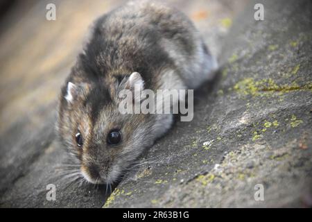 Benito, der Zwerghamster Stockfoto