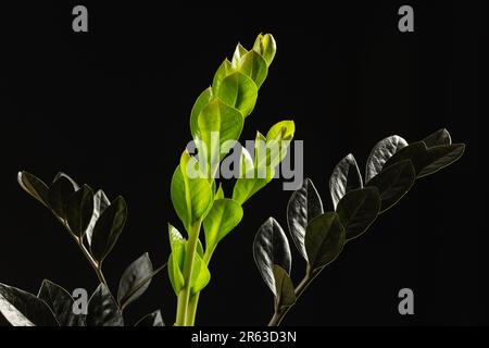 Die neuen hellgrünen Blätter des Schwarzen Zamioculcas Zamiifolia Raven Houseplant vor schwarzem Hintergrund. ZZ Plant Growth Stockfoto