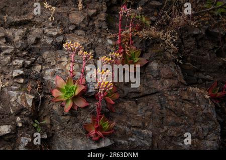 Canyon Dudleya oder für immer: Dudleya cymosa, eine einheimische saftige Pflanze Kaliforniens, die in Point Reyes National Seashore, CA, blüht. Stockfoto