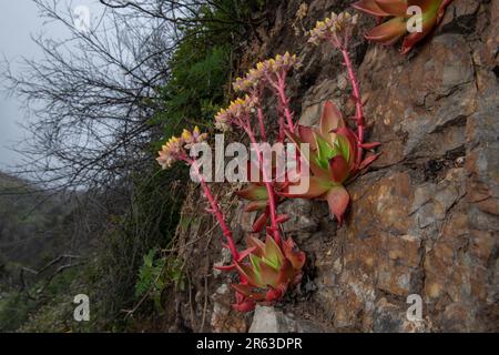 Canyon Dudleya oder für immer: Dudleya cymosa, eine einheimische saftige Pflanze Kaliforniens, die in Point Reyes National Seashore, CA, blüht. Stockfoto