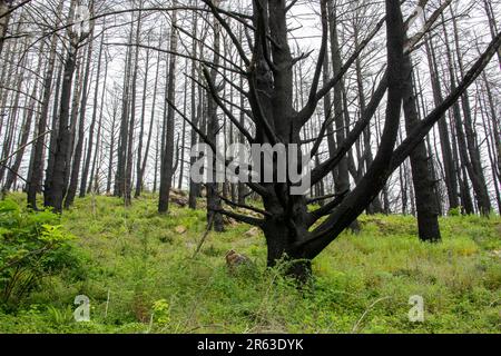 Nach dem Waldbrand in Woodward in Kalifornien bleiben viele verkohlte Bäume erhalten, aber die Umwelt beginnt zu heilen, wenn die Untergeschichten größer werden. Stockfoto