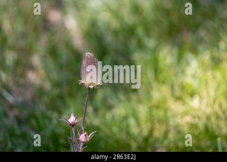 Makrotexturhintergrund einer einzelnen blühenden Präriestauchblume (geum triflorum) mit Baumwollblüte Stockfoto