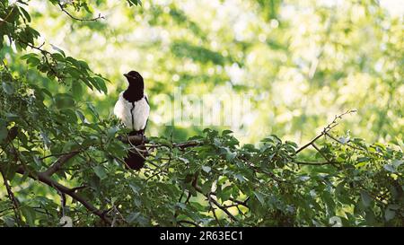Die gewöhnliche Elster sitzt auf einem Ast vor dem Hintergrund des Laubs. Stockfoto
