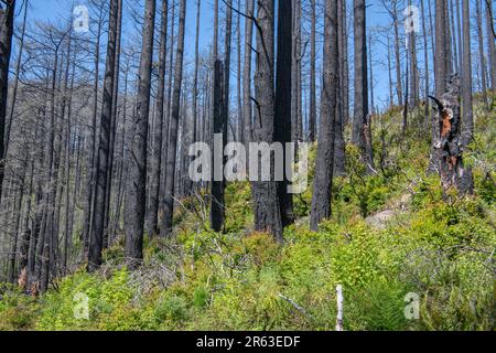 Nach dem Waldbrand in Woodward in Kalifornien bleiben viele verkohlte Bäume erhalten, aber die Umwelt beginnt zu heilen, wenn die Untergeschichten größer werden. Stockfoto