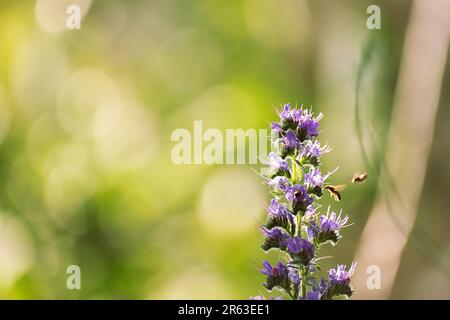 Honigbienen in der Nähe einer violetten Blume auf einem unscharfen natürlichen Hintergrund. Wunderschöner natürlicher Hintergrund Stockfoto