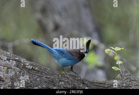 Steller's Jay (Cyanocitta stelleri) in San Jose .CA.USA Stockfoto