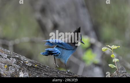 Steller's Jay (Cyanocitta stelleri) in San Jose .CA.USA Stockfoto