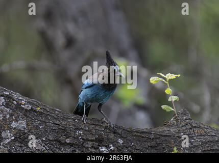 Steller's Jay (Cyanocitta stelleri) in San Jose .CA.USA Stockfoto