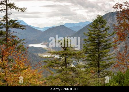 Blick vom Richtstrichkopf auf den Weitsee in der Nähe Ruhpolding im Herbst, Chiemgau-Alpen, Deutschland Stockfoto