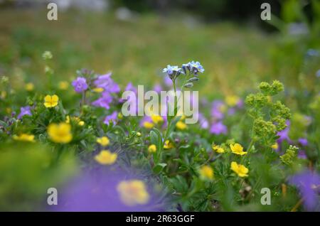 Alpine Forget-Me-Not (Myosotis alpestris) auf einer alpinen Wiese mit anderen Wildblumen Stockfoto