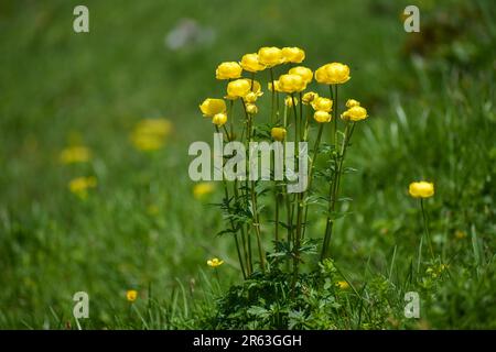 Globeblumen (Trollius europaeus) auf einer alpinen Wiese in den Bayerischen Alpen Stockfoto