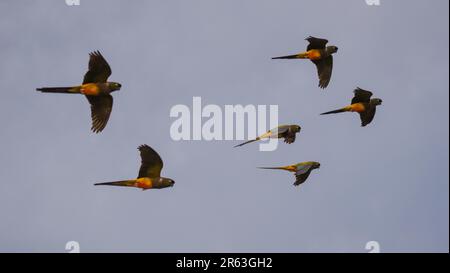 Der Burrowing-Papagei (Cyanoliseus patagonus) fliegt in freier Wildbahn in der weltweit größten Papageienkolonie nahe Balneario El Condor, Argentinien Stockfoto