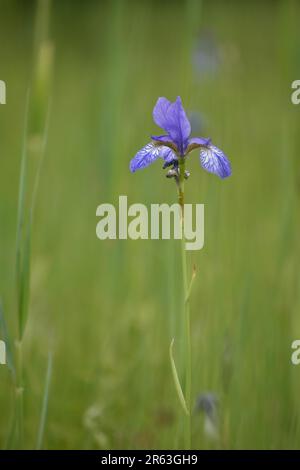 Sibirische Iris (Iris sibirica) auf einer Wiese Stockfoto