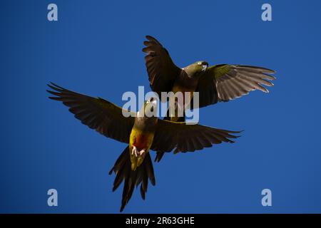 Der Burrowing-Papagei (Cyanoliseus patagonus) fliegt in freier Wildbahn in der weltweit größten Papageienkolonie nahe Balneario El Condor, Argentinien Stockfoto