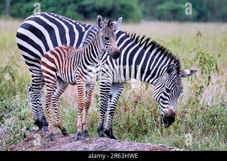 Zebras (Equus quagga) im Regen im Lake Mburo Nationalpark in Uganda Stockfoto