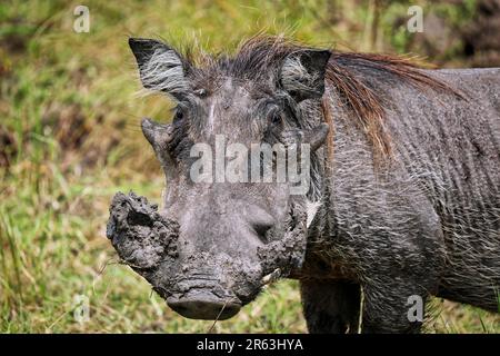 Warthog (Phacochoerus africanus) im Lake Mburo National Park in Uganda Stockfoto