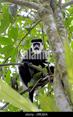 Schwarzer (Colobus guereza) und weißer Colobus im Kibale-Nationalpark in Uganda Stockfoto