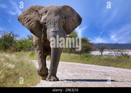 Elefant (Loxodonta africana) auf der Straße, Etosha-Nationalpark, Namibia Stockfoto