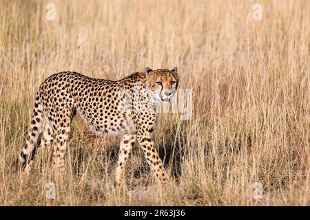 Gepard (Acinonyx jubatus) im hohen Gras im Etosha-Nationalpark, Namibia, Gepard im Gras im Etosha-Nationalpark, Namibia Stockfoto