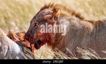 Löwe (Panthera leo) mit blutigem Gesicht, Etosha-Nationalpark, Namibia Stockfoto