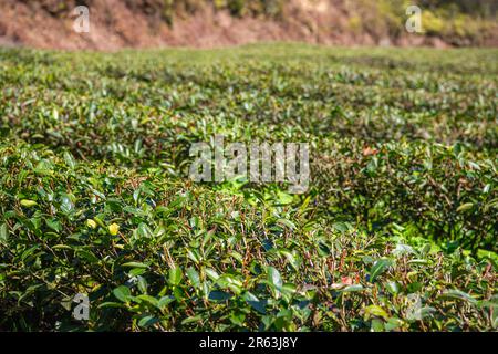 Nahaufnahme der Teeplantage in der Provinz Fujian in China, Hintergrund, Kopierraum Stockfoto