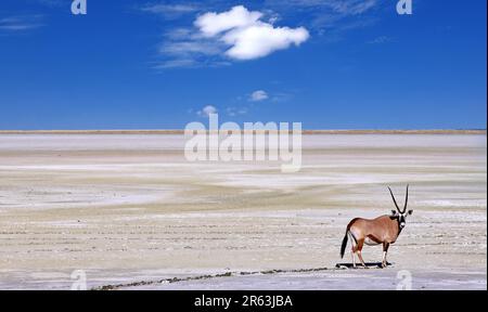 Oryx am Rand des Etosha Pan Etosha Nationalparks, Namibia Stockfoto