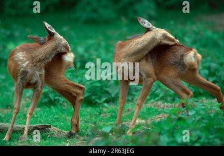 Europäische Rehe (Capreolus capreolus), weibliche, synchrone Pflege (Säugetiere) (Hirsche) (Huftiere) (Klauentiere) (Europa) (Freiland) Stockfoto