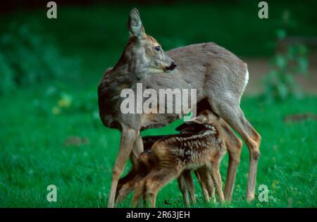 Rotwild (Capreolus capreolus), weibliche Pflegekinder, Rehe, Weibchen saeugt Jungtiere, Rehkitz, Seitlich, Seite Stockfoto