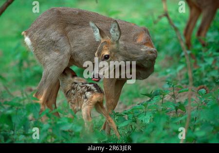 Rotwild (Capreolus capreolus), Jungschwester, Rehe, Weibchen saeugt Jungtier, Rehkitz Stockfoto