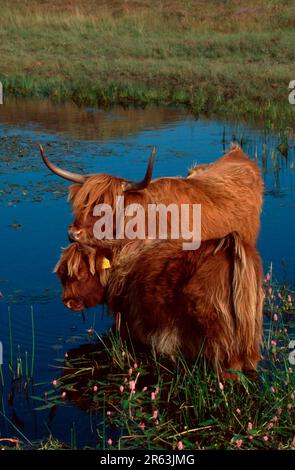 Schottisches Highland-Rind, Kuh mit Kalb, im Teich stehend, Kuh und Kalb, Baby Kalb Stockfoto