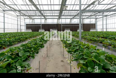 Moderne landwirtschaftliche Anbaumethoden in Innenhöfen. Japanische Erdbeerpflanzung in der Saatschale. Stockfoto