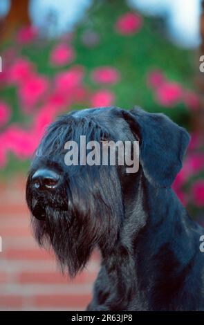 Riesenschnauzer, schwarz Stockfoto