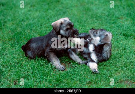 Miniaturschnauzer, Pfeffer und Salz, Welpen, 7 Wochen alt, zusammen spielen, Miniaturschnauzer, Pfeffer und Salz, Welpen, 7 Wochen alt, spielend Stockfoto