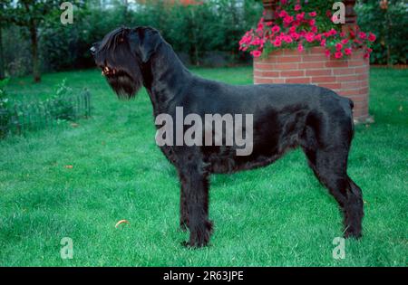 Riesenschnauzer, schwarz, Seite Stockfoto