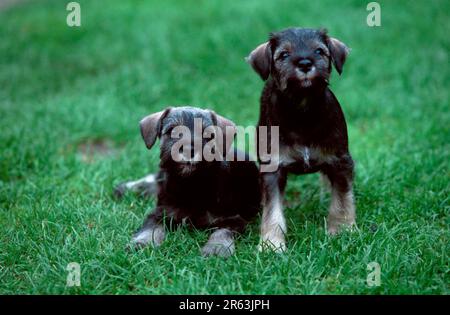 Miniaturschnauzer, Pfeffer und Salz, Welpen, 7 Wochen alt, Miniaturschnauzer, Pfeffer und Salz, Welpen, 7 Wochen alt (Tiere) (Säugetiere) (Haustier) Stockfoto
