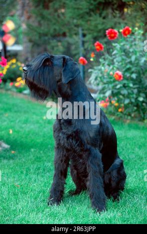 Riesenschnauzer, schwarz, Schnauzer Stockfoto