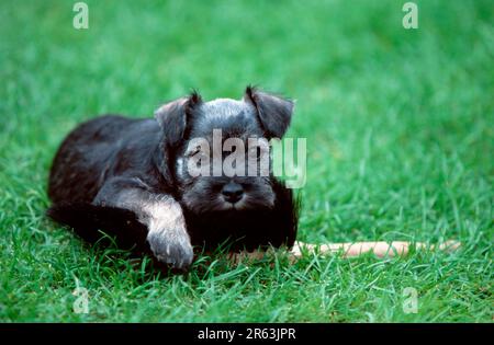 Miniaturschnauzer, Pfeffer und Salz, Welpe, 7 Wochen alt, Miniaturschnauzer, Pfeffer und Salz, Welpe, 7 Wochen alt (Tiere) (Säugetiere) (Säugetiere) Stockfoto
