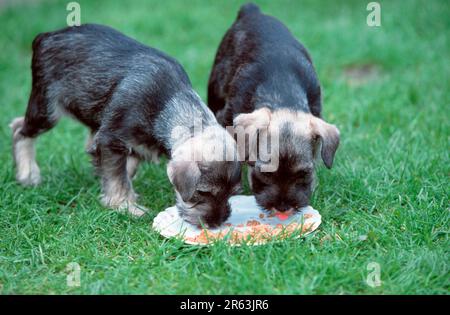 Miniatur Schnauzer, Pfeffersalz, Welpen, 7 Wochen, essen zusammen, Schnauzer, Schwanz angedockt Stockfoto