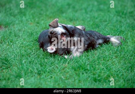 Miniaturschnauzer, Pfeffer und Salz, Welpen, 7 Wochen alt, zusammen spielen, Miniaturschnauzer, Pfeffer und Salz, Welpen, 7 Wochen alt, spielend Stockfoto