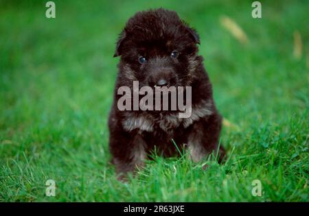 Deutscher Hirte, Welpe, 3 1/2 Wochen, Elsässer Stockfoto