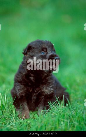 Deutscher Schäferhund, Welpe, 3 1/2 Wochen alt, Deutscher Schäferhund, Elsässer, Welpe, 3 1/2 Wochen alt (Schaeferhund) (Tiere) (Saeugetiere) (Säugetiere) Stockfoto