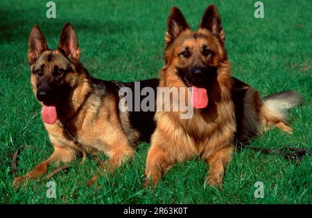 Deutsche Schäferhunde, mehrhaarig und langhaarig, deutscher Schäferhund, alter deutscher Schäferhund Stockfoto