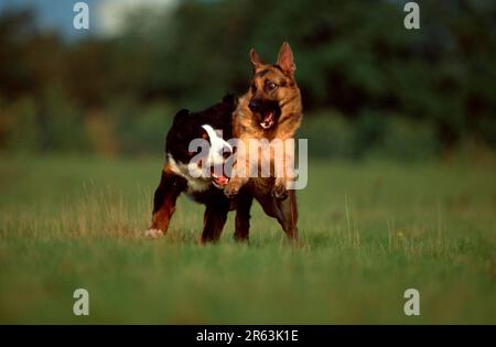 Deutscher Schäferhund und Berner Berghund, deutscher Schäferhund Stockfoto