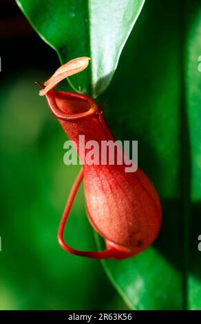 Tropische Pitcher-Pflanzen (Nepenthaceae) (Nepenthes spec.), Pitcher-Pflanzen-Familie, Pflanzen, vertikal, rot Stockfoto