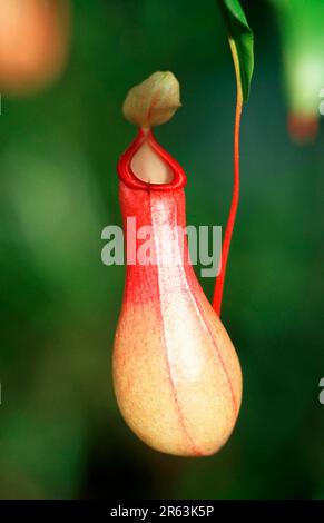 Tropische Pitcher-Pflanzen (Nepenthaceae) (Nepenthes spec.), Pitcher-Pflanzen-Familie, Pflanzen, vertikal Stockfoto