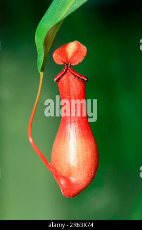 Kannenpflanze (Nepenthes spec.), Kannenpflanzengewaechse, Plants (Nepenthaceae), rot, Hochformat, vertikal Stockfoto