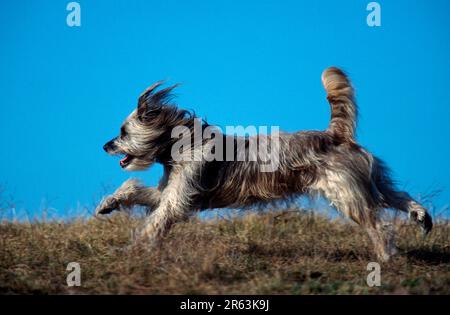 Pyrenäischer Schäferhund, Running, Berger des Pyrenäen, Pyrenäischer Schäferhund, Running (Pyrenäischer Schäferhund) (Tiere) (Säugetiere) (Haushund) (Haustier) Stockfoto