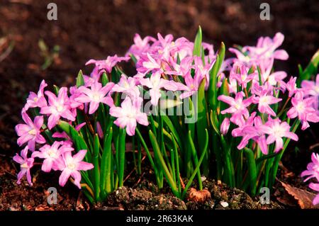Lucile's Glory-of-the-Snow (Chionodoxa gigantea) (Pflanzen) (Pflanzen) (Blumen) (Bulbuspflanzen) (Lilienfamilie) (Liliaceae) (Blumen) Stockfoto