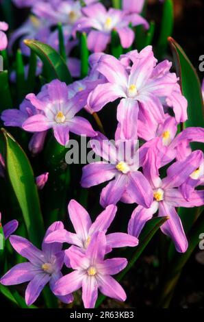 Lucile's Glory-of-the-Snow (Chionodoxa gigantea) (Pflanzen) (Blumen) (Gartenpflanzen) (Bulbuspflanzen) (Liliaceae) (Blumen) (Blume) (Violetten) (Europa) Stockfoto
